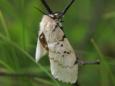 Gypsy moth: US has another bug to worry about after 'murder hornets'