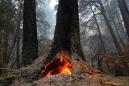 California's oldest state park, home to iconic redwoods, expects to close for year due to fires