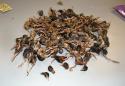Passenger tried to sneak package of tiny dead birds into US at Washington Dulles airport