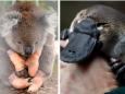 Australia's government listed 113 native animal species that need 'emergency intervention' in order to survive after its devastating bushfires