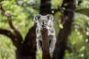 'Australia Should Be Ashamed' After More Than 40 Koalas Killed on Logging Site