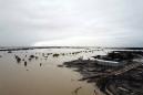'Hundreds of thousands' of cattle feared dead after Australia floods