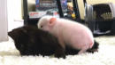 2-Week-Old Orphaned Piglet Comforts Kitten Friend as She Suffers Seizure