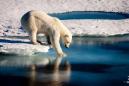 The polar bear in this video is dying from starvation. Fortunately, most aren't...yet