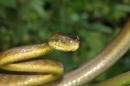 Bird-slaying snakes ravage island forests too: study