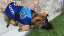 Police dog fired for being too friendly gets new job