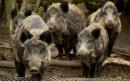 US officials warn of danger of feral hogs heading across the border from Canada