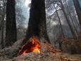 'The forest ... is resetting': California wildfires burned hundreds of ancient redwoods, but much of the forest seems to have survived the blaze
