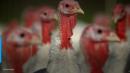 Turkey farmers in limbo as people scale back Thanksgiving plans