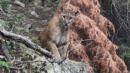 Hikers Stunned as They Suddenly Come Face-to-Face With Mountain Lion: 'What Are We Supposed to Do?'