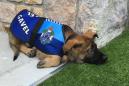 Police dog too friendly for the force gets an adorable new job