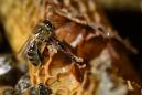 Austrian fruit grower jailed over bee deaths