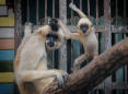 An Ancient Chinese Tomb Reveals an Extinct Species of Gibbon, and a Warning
