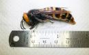 Washington State Trapped Its First 'Murder Hornet'