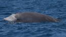 Mysterious beaked whale smashes mammal diving record