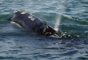 Wind developer seeks proposals for whale monitoring system