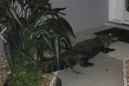 Roaming alligator walks right up to doorstep in *drumroll* ... Florida
