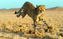French family narrowly escape cheetahs after getting out of car to take pictures in safari park