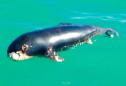 Mexico to use dolphins to save endangered vaquita porpoise