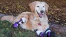 Chi Chi, Golden Retriever With 4 Amputated Legs, Wins American Hero Dog Award
