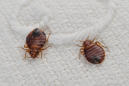 Pill bottles full of bedbugs found in Walmart jacket, men's department prompt investigation