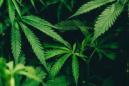 大麻倒數：本週十大大麻和迷幻股票新聞報道