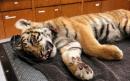 Tiger cub found in duffel bag at US-Mexico border