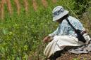 'There'll be war' if Bolivia cuts coca growing, farmers warn