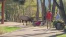 Elk knocks down woman, butts her with antlers at Rocky Mountain National Park in Colorado | VIDEO