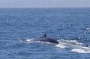 Blue whales 'hedge their bets' in search for food: study