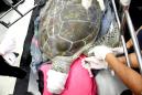 Breaking the bank: Thai vets remove 915 coins from turtle