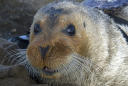 Supreme Court rejects appeal of bearded seal listing