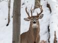 'One-in-a-million' deer with three antlers spotted caught on camera