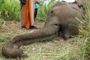 Three more elephants killed in Sri Lanka, bringing toll to seven