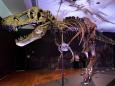 A T. rex named Stan just became the most expensive dinosaur ever sold. The 40-foot-long skeleton went for $31.8 million.