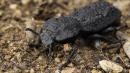 Secrets of the 'uncrushable' beetle revealed