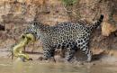 Ferocious battle between jaguar and yellow anaconda captured by wildlife photographer  