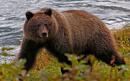 US moves to lift Obama-era curbs on killing hibernating bear cubs in Alaska