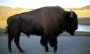 Girl tossed into the air by charging Yellowstone National Park buffalo