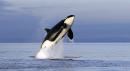 Washington governor proposes major steps for orca recovery