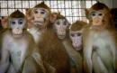 Marauding monkeys attack lab technician and steal Covid-19 tests
