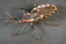 Potentially Deadly ‘Kissing Bug’ Found in Delaware After Biting a Child