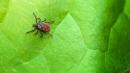How Quickly Can an Attached Tick Make You Sick?