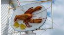 Canadian police make arrests as tempers flare in lobster feud