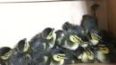 12 Baby Ducks Rescued From Sewer Grate