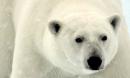 'Soul-crushing' video of starving polar bear exposes climate crisis, experts say