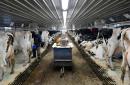 Cheap beef and wasted milk: US agriculture struggles with virus