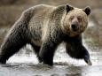 First Yellowstone grizzly hunt in decades blocked by judge after Trump administration ends protection for bears
