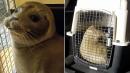 Police Rescue Adorable Baby Seal Found Waddling on the Road