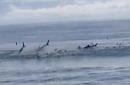 Shark feeding frenzy near shore at Myrtle Beach stuns visitors